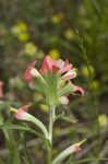 Entireleaf Indian paintbrush